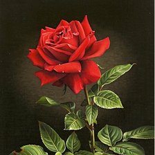 Схема вышивки «Красная роза»