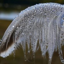 Схема вышивки «Гусинре перо»