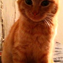 Схема вышивки «Мой еот рыжик»