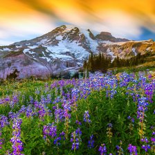 Схема вышивки «Гора Рейнир»