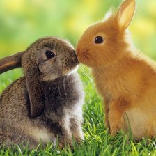 Схема вышивки «Крольчата»