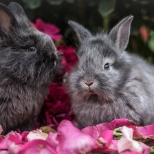 Схема вышивки «Крольчата»