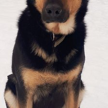 Схема вышивки «Собака»