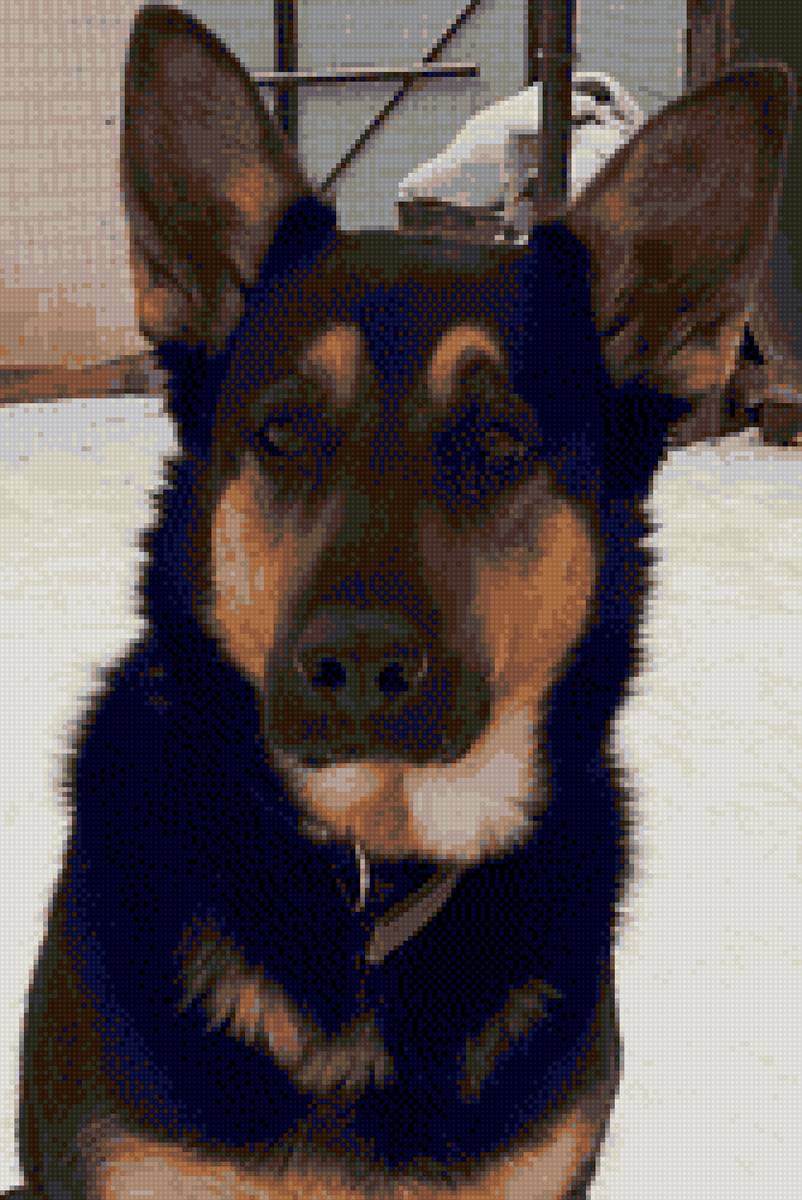 Собака2 - предпросмотр