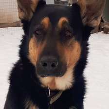 Схема вышивки «Собака2»