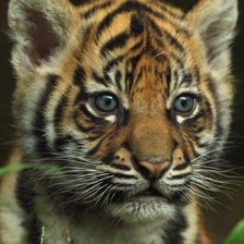 Схема вышивки «Тигрёнок»