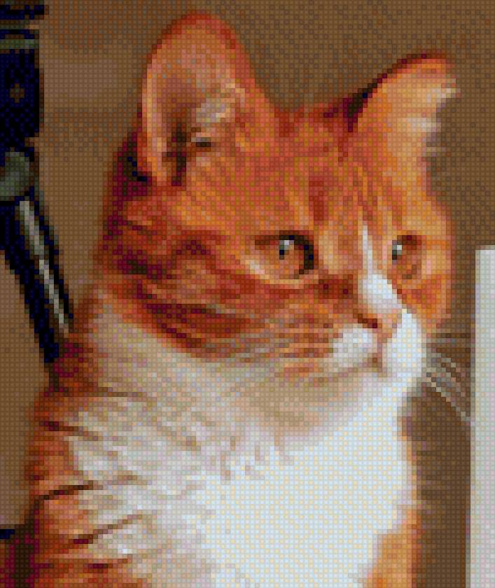 Мурчик - предпросмотр