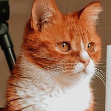 Схема вышивки «Мурчик»