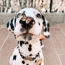 Схема вышивки «Животные»