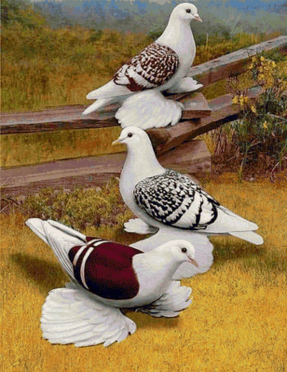 Palomas - aves - предпросмотр