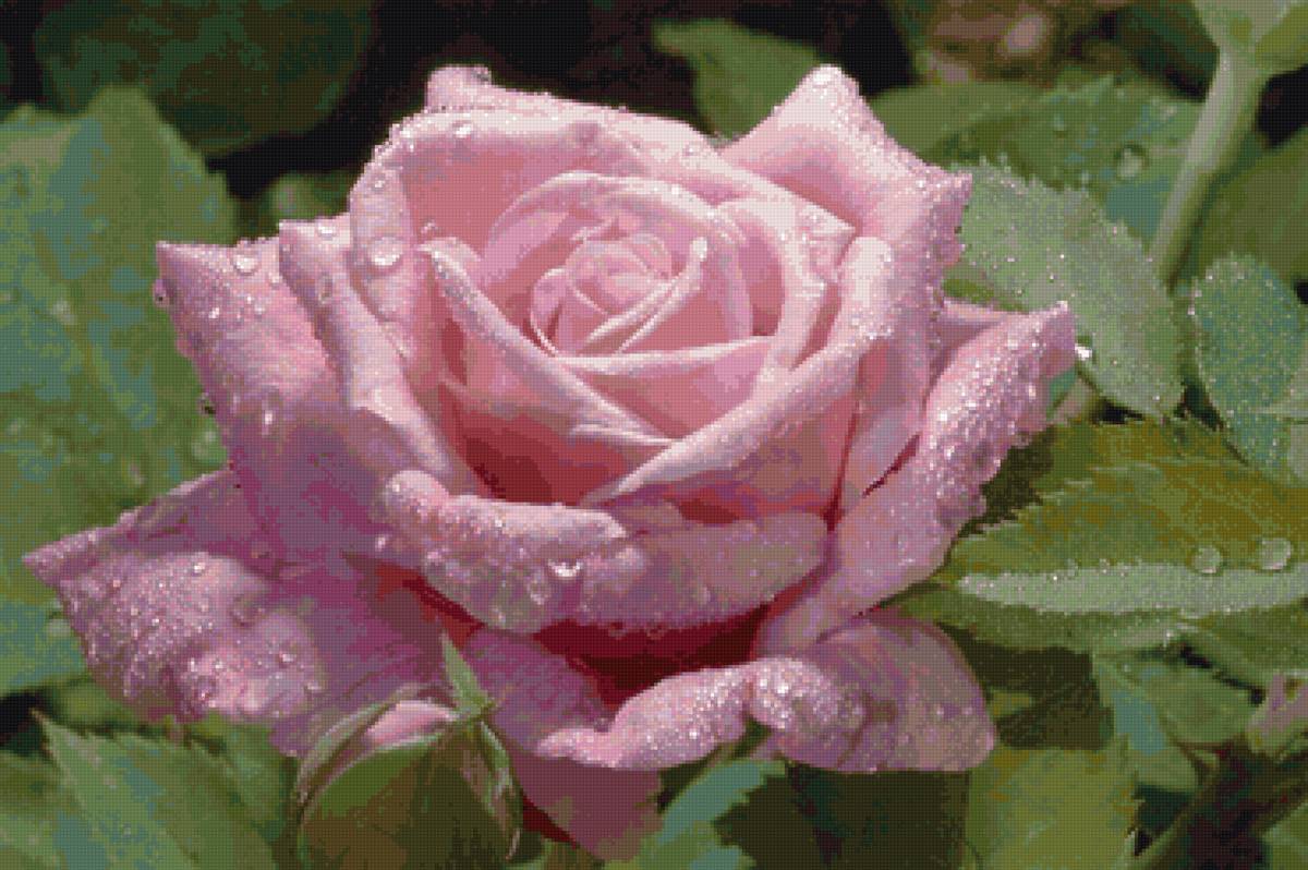 роза - роса, натюрморт, цветы, роза - предпросмотр