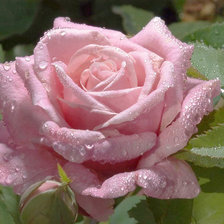 Схема вышивки «роза»