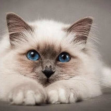 Схема вышивки «котенок»