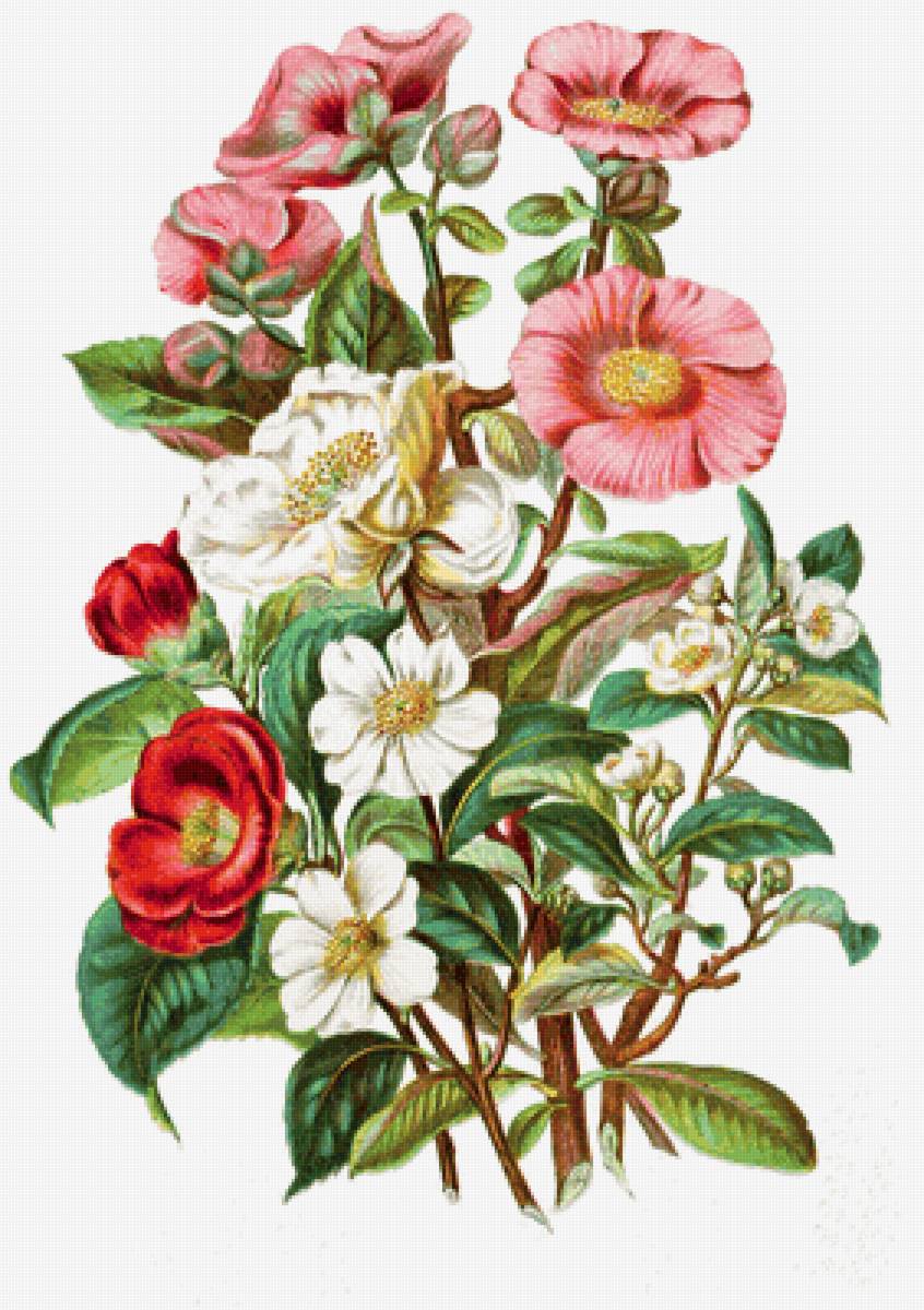 шиповник - цветы - предпросмотр