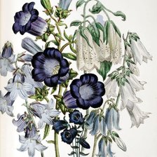 Схема вышивки «колокольчики»