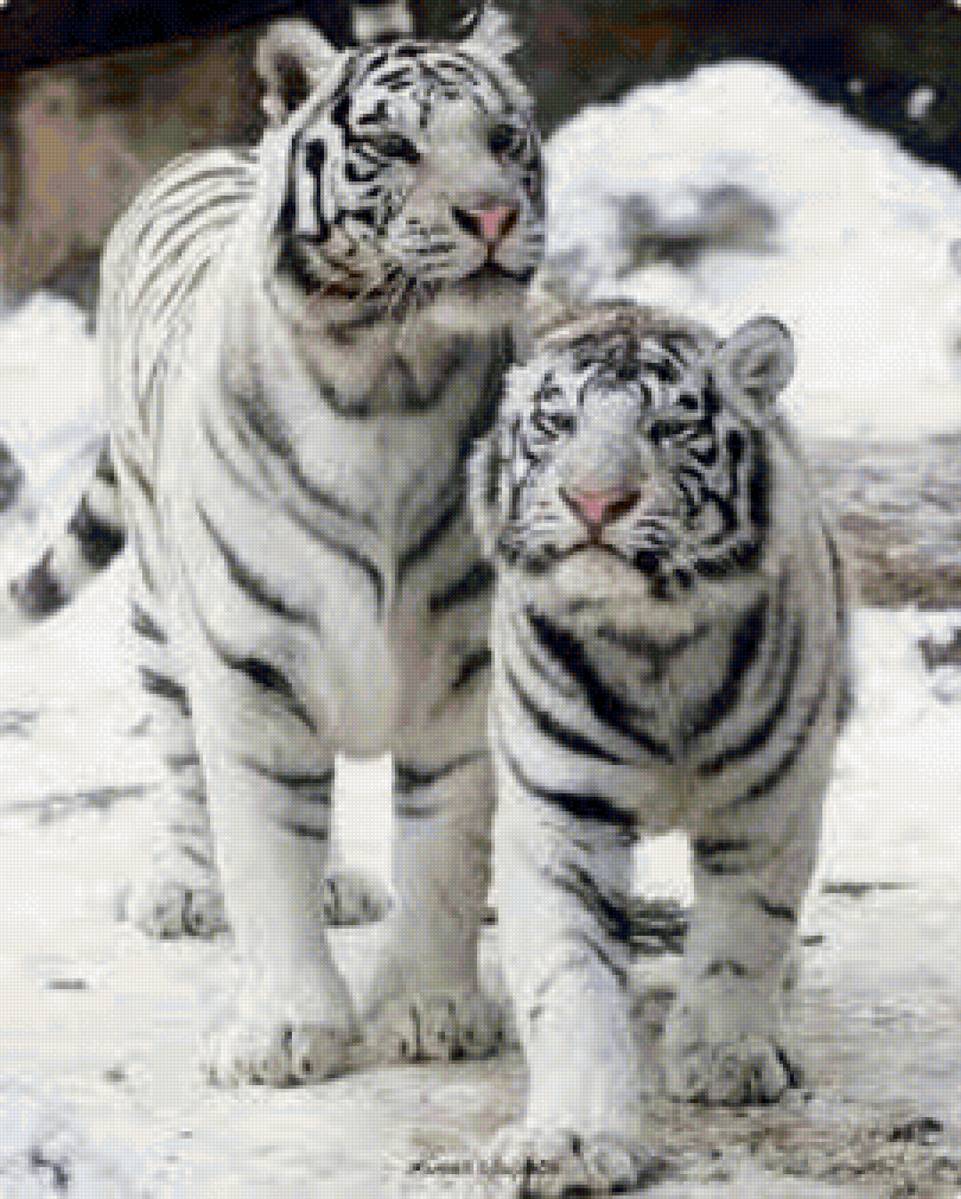 №2419659 - предпросмотр