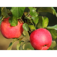 Схема вышивки «Природа.Яблоки»