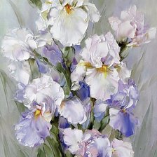 Ирисы