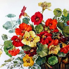 Схема вышивки «настурция»