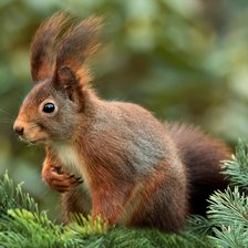 Схема вышивки «Белочка»