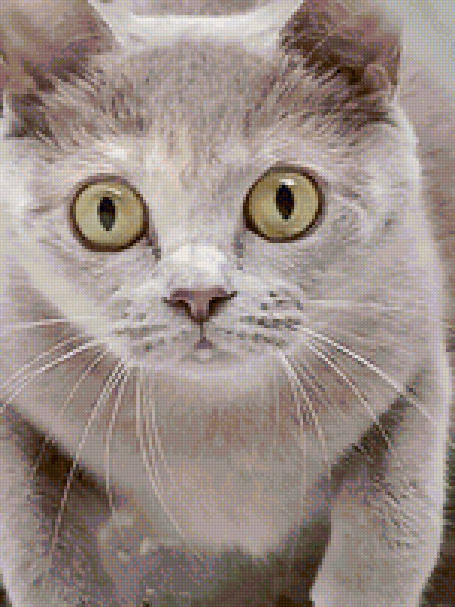 Ксюша - предпросмотр