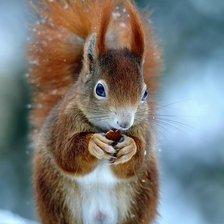 Схема вышивки «Белочка»