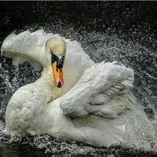 Схема вышивки «царь-птица»