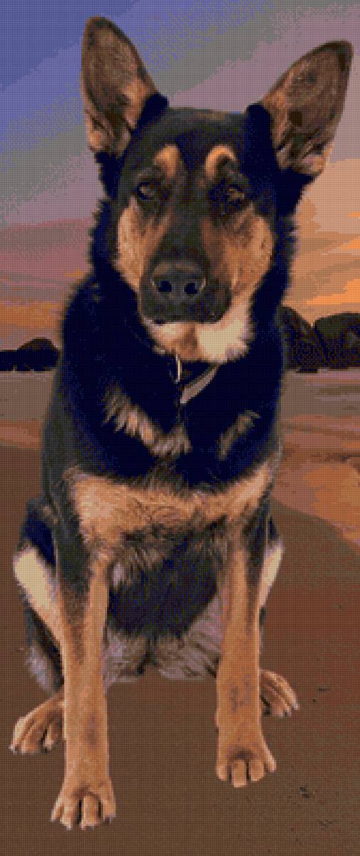 Моя собака Виста - предпросмотр