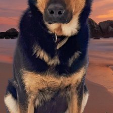 Схема вышивки «Моя собака Виста»