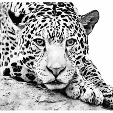 Схема вышивки «Леопард»