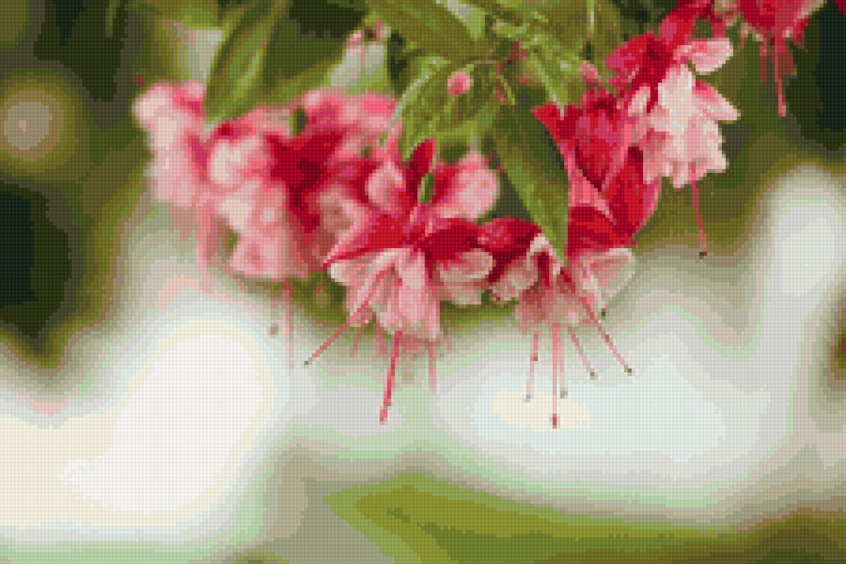 фуксия - цветы - предпросмотр