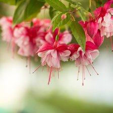 Схема вышивки «фуксия»