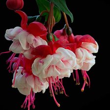 Схема вышивки «фуксия на черном фоне»