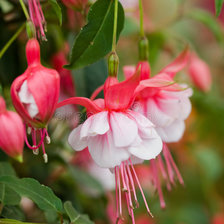 Схема вышивки «фуксия»