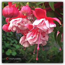 Схема вышивки «фуксия»