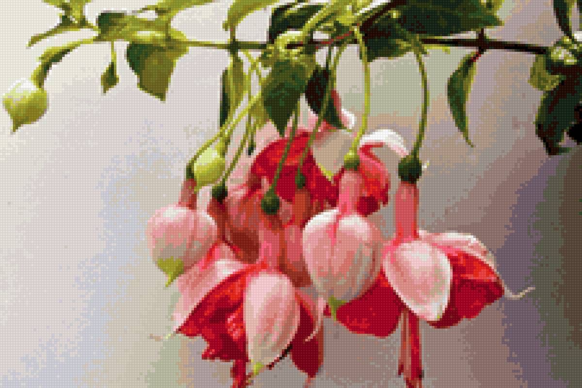 фуксия розовая 2 - цветы - предпросмотр