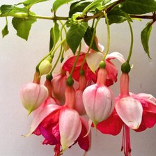 фуксия розовая 2