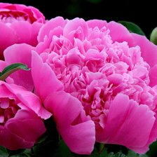 Схема вышивки «пионы»