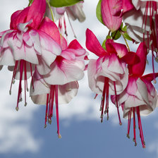 Схема вышивки «фуксия»