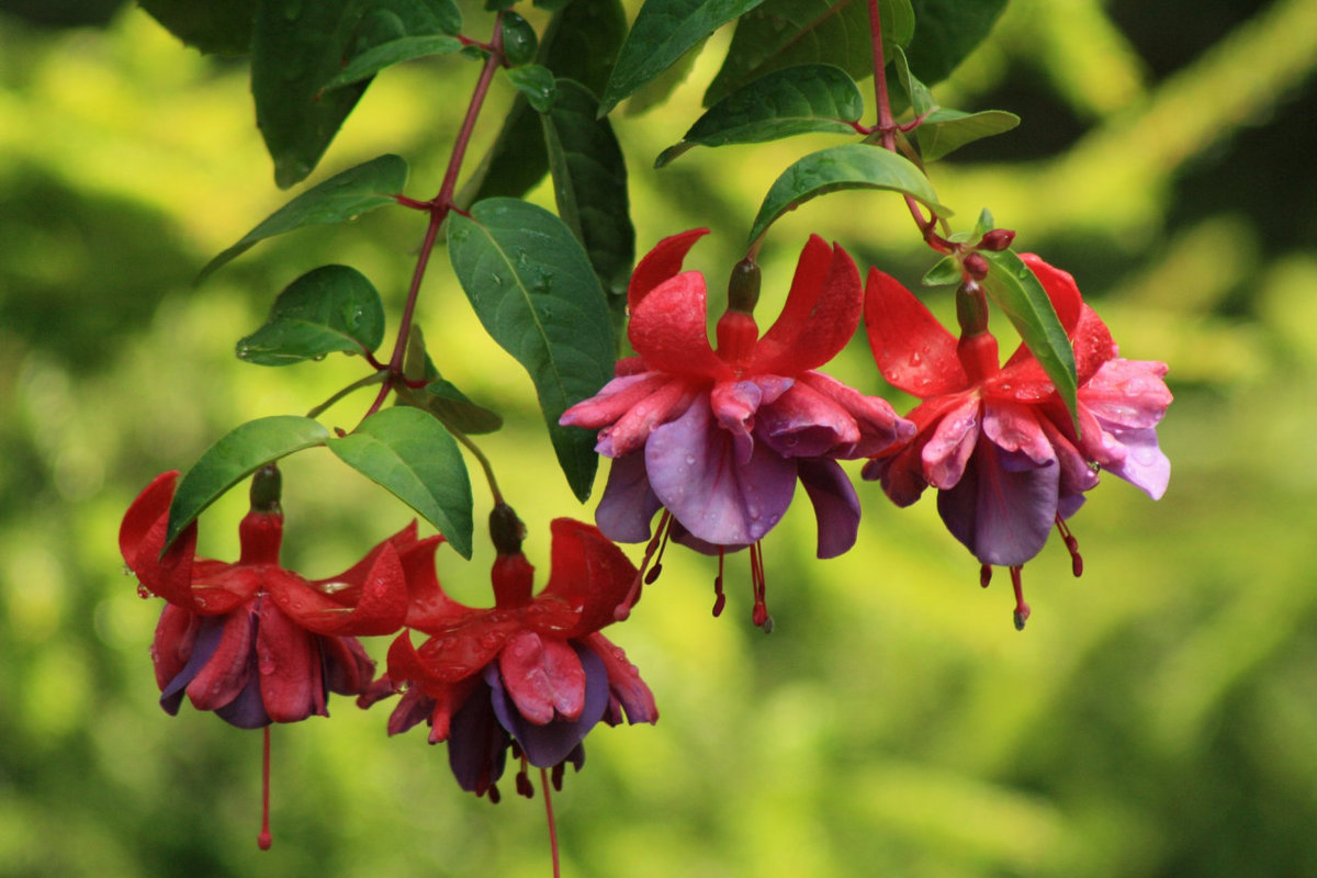 фуксия - цветы - оригинал