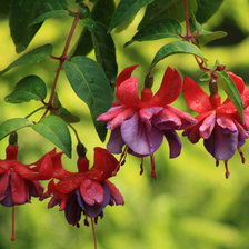 Схема вышивки «фуксия»