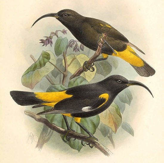 Pássaros. - pássaros. - оригинал