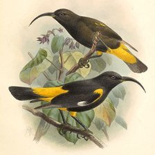 Схема вышивки «Pássaros.»