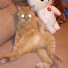 Схема вышивки «любимый рыжик»