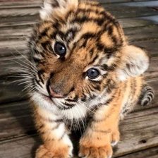 Схема вышивки «Милаха»