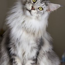 Схема вышивки «Мейн кун»