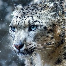 Схема вышивки «Ирбис»