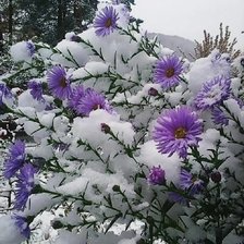 Схема вышивки «Снег»