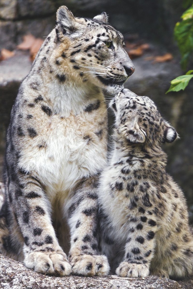 Снежные барсы - оригинал