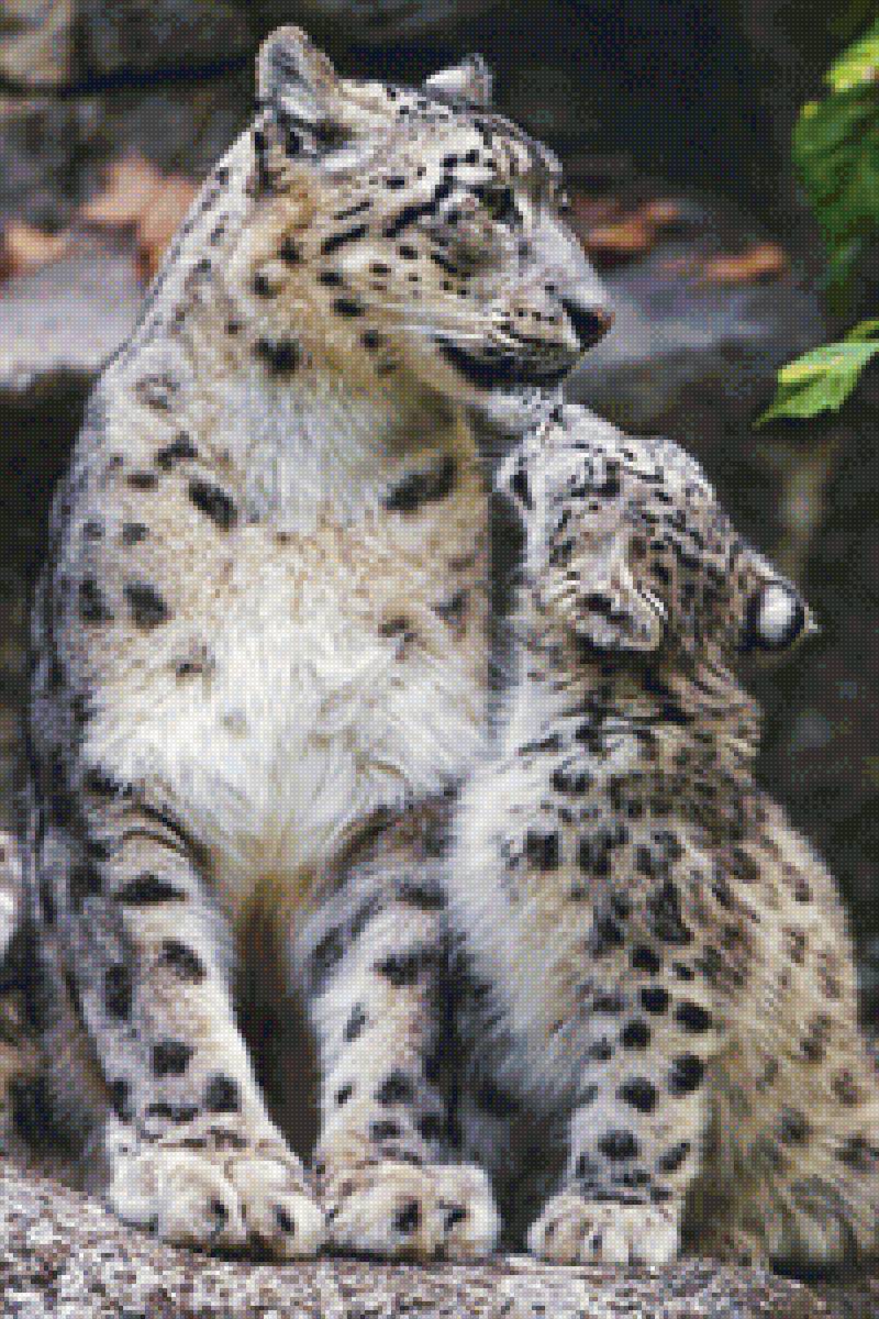 Снежные барсы - предпросмотр